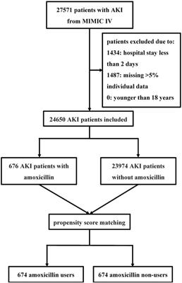 Association between amoxicillin administration and outcomes in critically ill patients with acute kidney injury